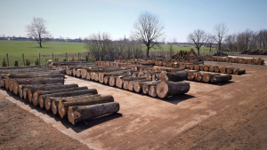 Romsilva majorează volumul de lemn pus pe piață în 2022 și 2023