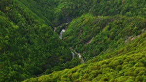 Romsilva a reînnoit certificarea forestieră la standard internațional pentru 80% din pădurile proprietatea publică a statului