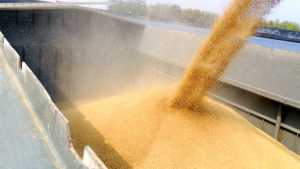 Cerere adresată MAE pentru suspendarea temporară a importurilor de cereale ucrainene