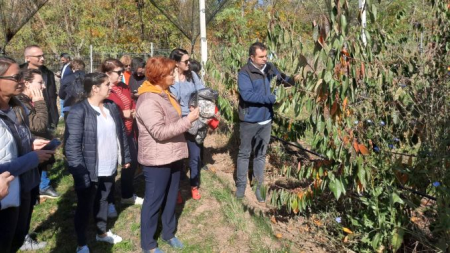 O plantație bio de cireș care face profit și susține educația