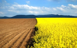 Rada Supremă a Ucrainei deschide drumul spre liberalizarea pieței terenurilor agricole