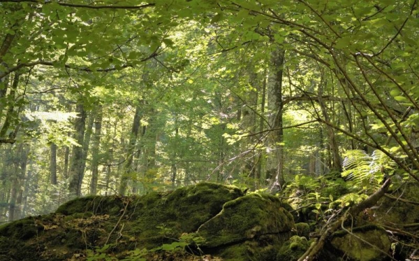 Romsilva: Informația că „dispar” 3 hectare de pădure în fiecare oră este una eronată